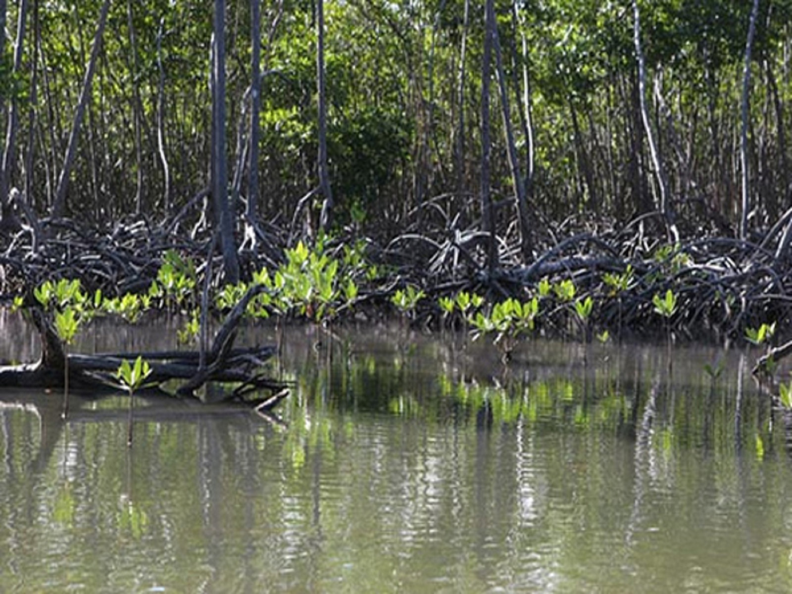 Proyecto para determinar la situación de los manglares, que resultan vitales para la protección de las costas. Autor: Juventud Rebelde Publicado: 21/09/2017