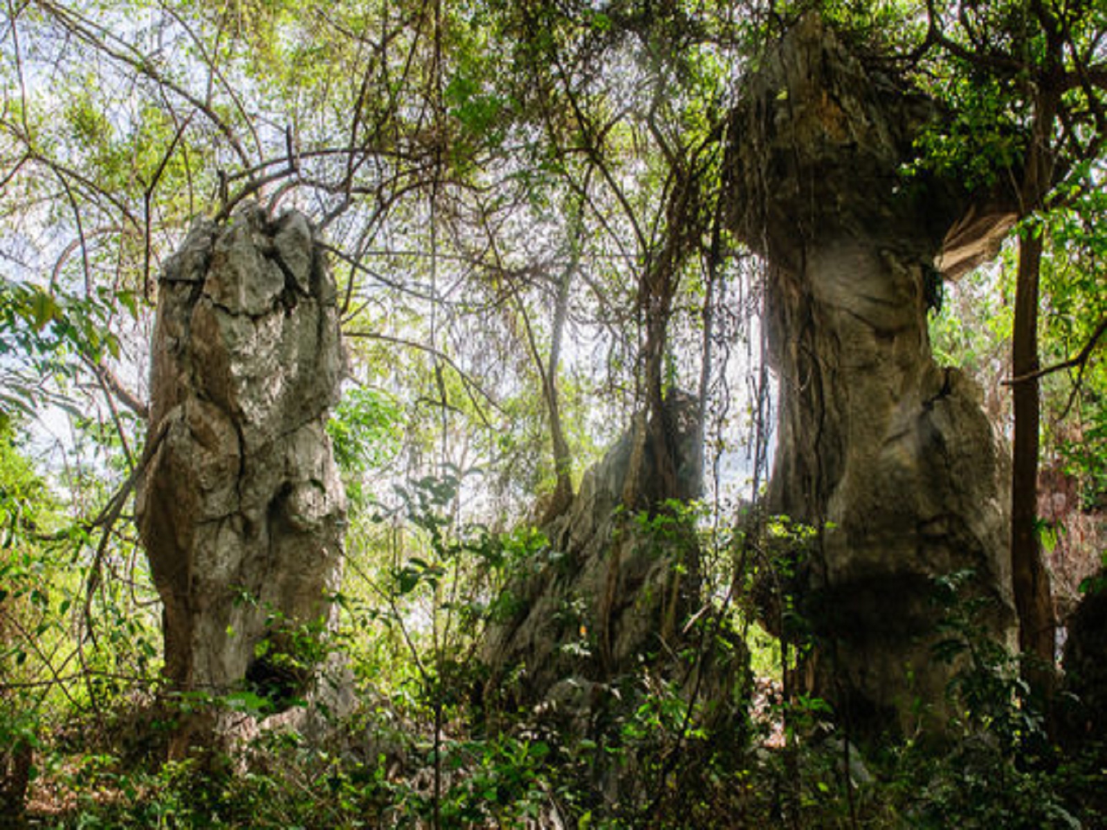 Bosque de Piedra. / Fotos: Jaliosky Ajete Rabeiro