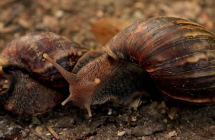 Caracol africano. Autor: Tomado de Internet Caracol africano. Autor: Tomado de Internet