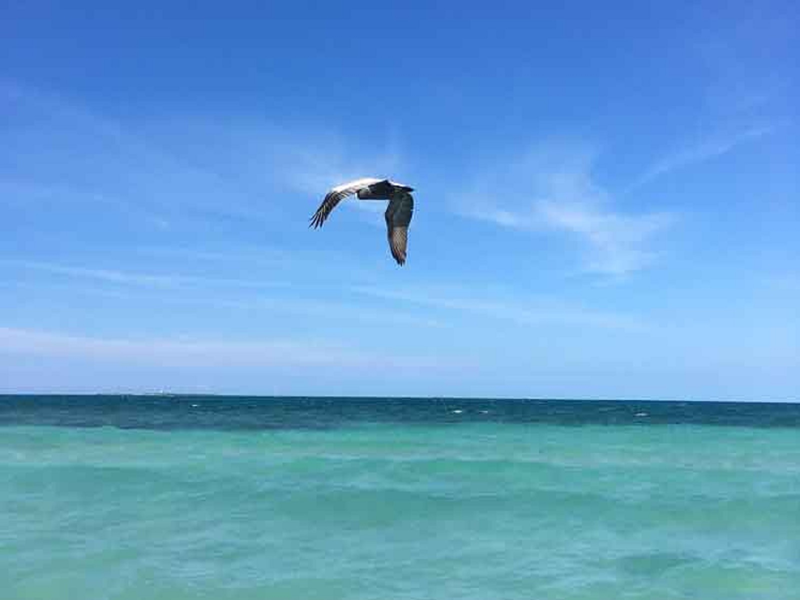 Cuba: concurso de fotos de naturaleza asociado a simposio de playas