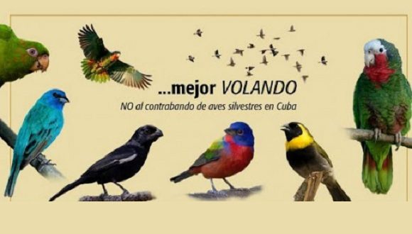 Detectan en frontera comercio ilícito de especies cubanas de valor ambiental