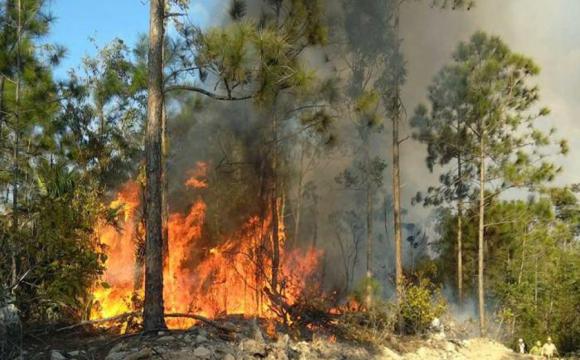 Alertan guardabosques sobre posible expansión de incendios forestales 