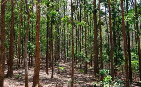 Cuenta Cuba con un índice de boscosidad del 31,66 por ciento de sus áreas