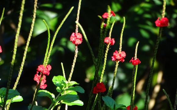 Botánico Cupaynicú: El edén verde que enamora
