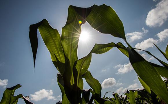 Plantas de maíz en áreas del Centro de Ingeniería Genética y Biotecnología de La Habana. El maíz transgénico cultivado en Cuba (híbrido transgénico CIGB) es resistente a la principal plaga que tiene este cultivo en la isla, la palomilla, un insecto… En es