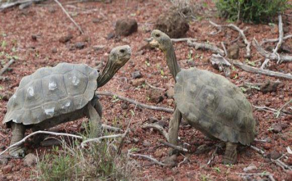 Liberan tortugas gigantes en la Isla Santa Fe como parte del plan de “restauración ecológica”