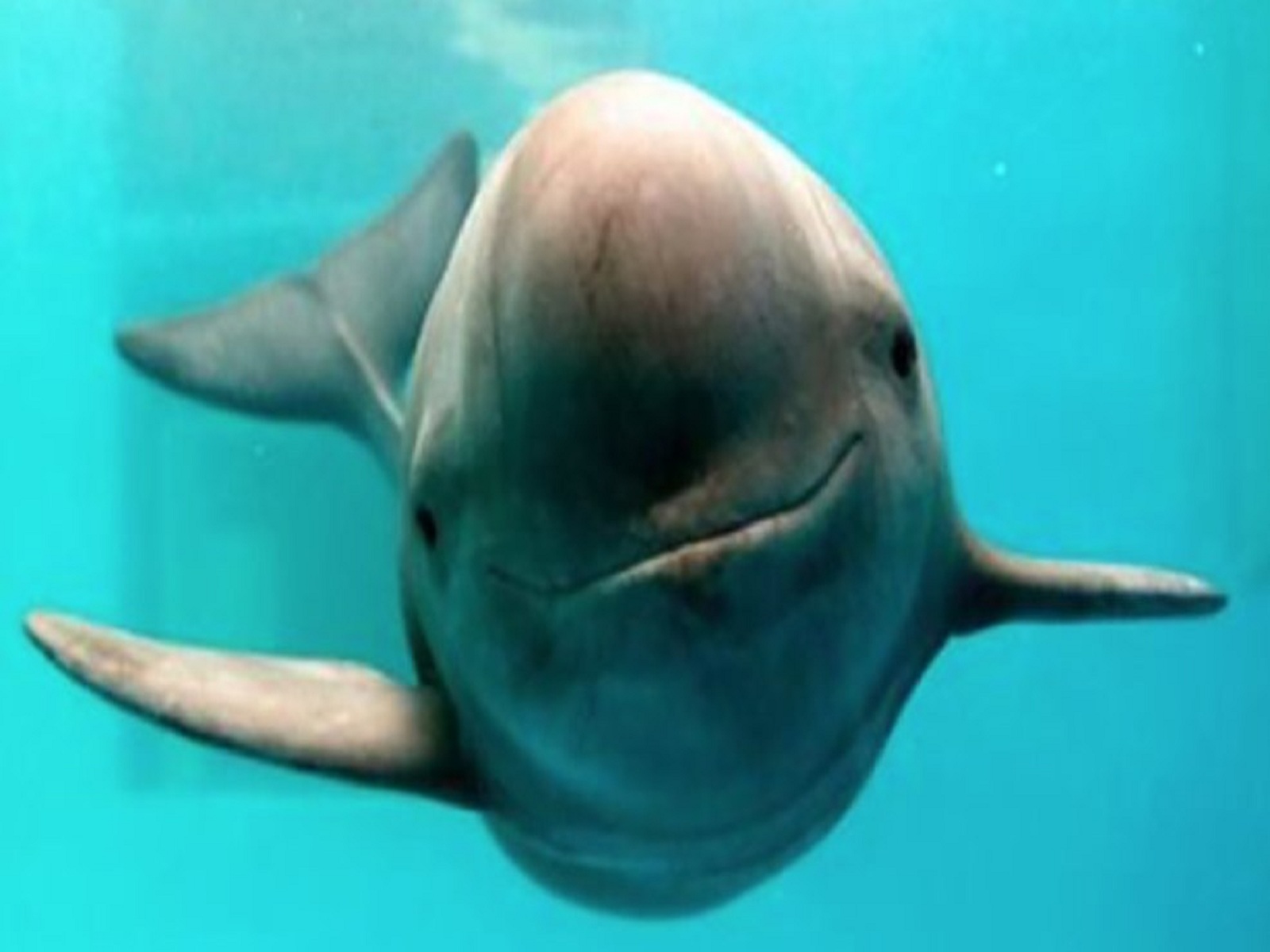 Esta especie está a apenas un año de desaparecer si no se actúa muy rápidamente Foto: Pinterest Esta especie está a apenas un año de desaparecer si no se actúa muy rápidamente Foto: Pinterest