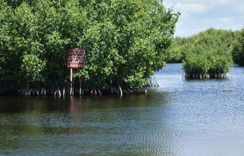 0215-manglar-vivo.jpg