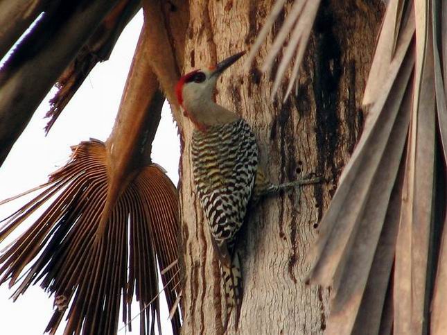 Pájaro carpintero