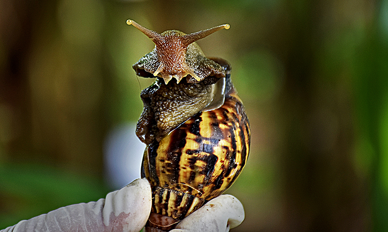 El Club de Motos Eléctricas “atropella” al caracol gigante africano. Foto: Sergei Montalvo Aróstegui