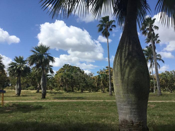 Jardín Botánico Nacional. Foto: Tomada de ACN