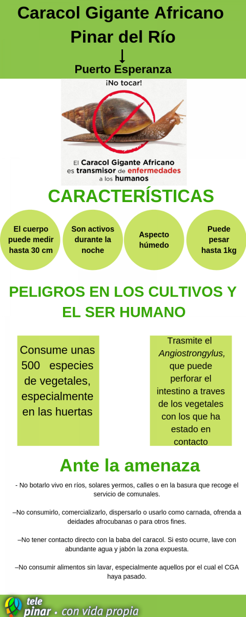 Infografía Caracol Gigante Africano / Infografía: Roxana Llamazares González